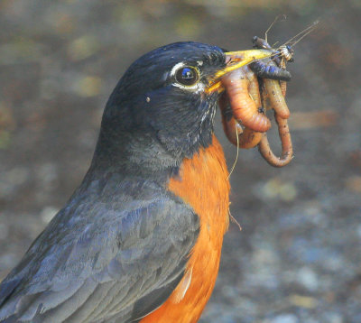 Robin with Worms - Detail