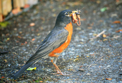 Robin with Worms