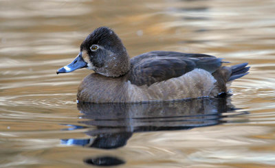 Ring-Necked Duck
