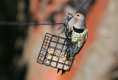 Yellow-Shafted Nothern Flicker (Female)