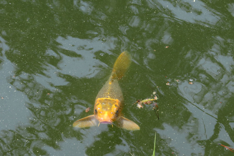 Anapji Park