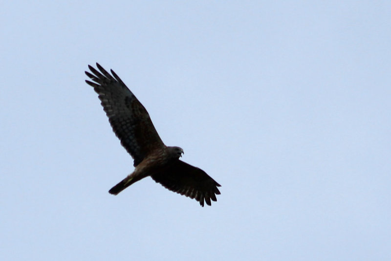 IMG_0877.JPG