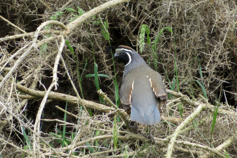 IMG_3165.JPG