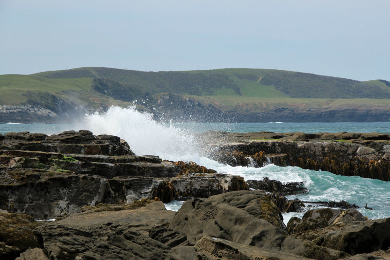Curio Bay