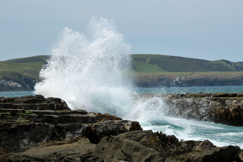 Curio Bay