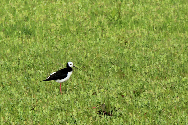 IMG_1571.JPG