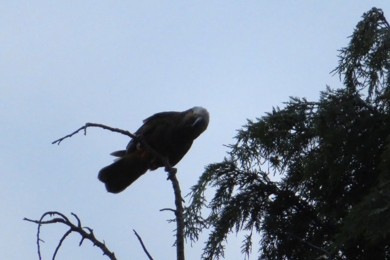IMG_3336.JPG