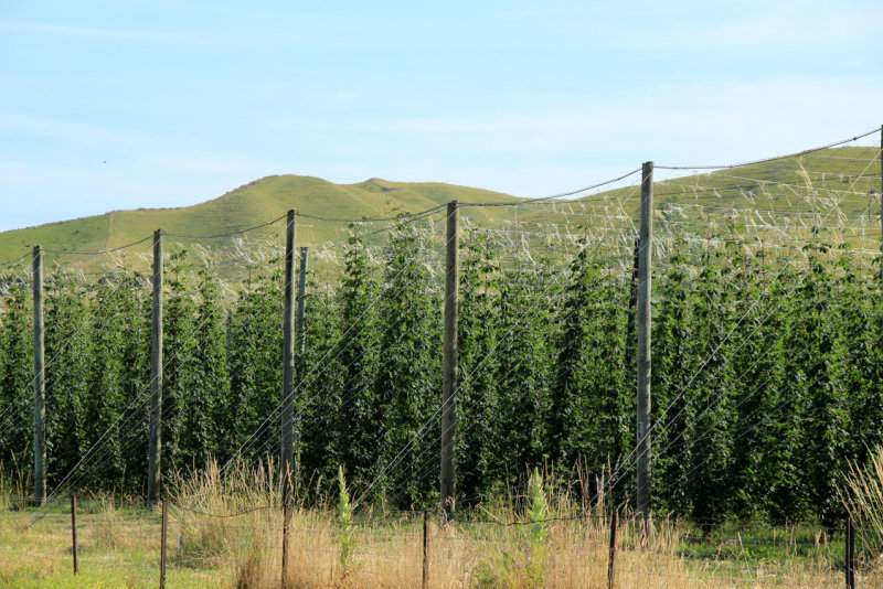 hops