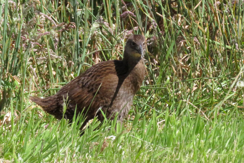 IMG_3343.JPG