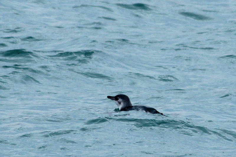 Kaikoura