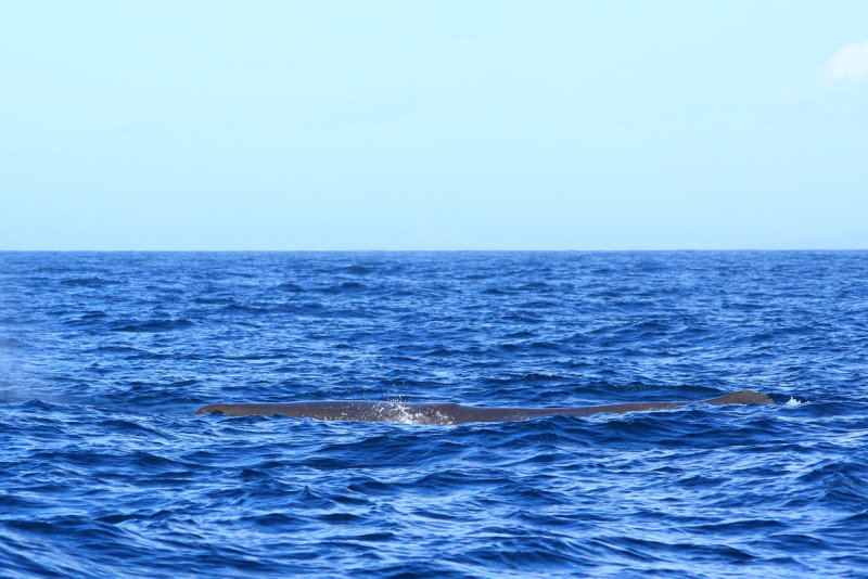 Kaikoura