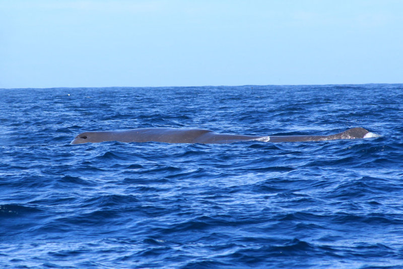 Kaikoura