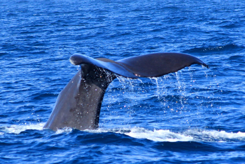 Kaikoura