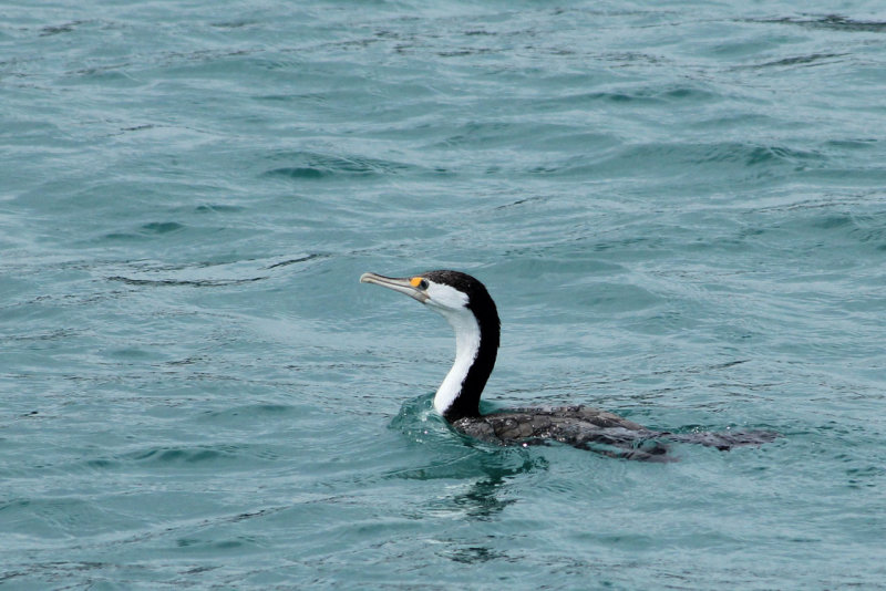 Akaroa