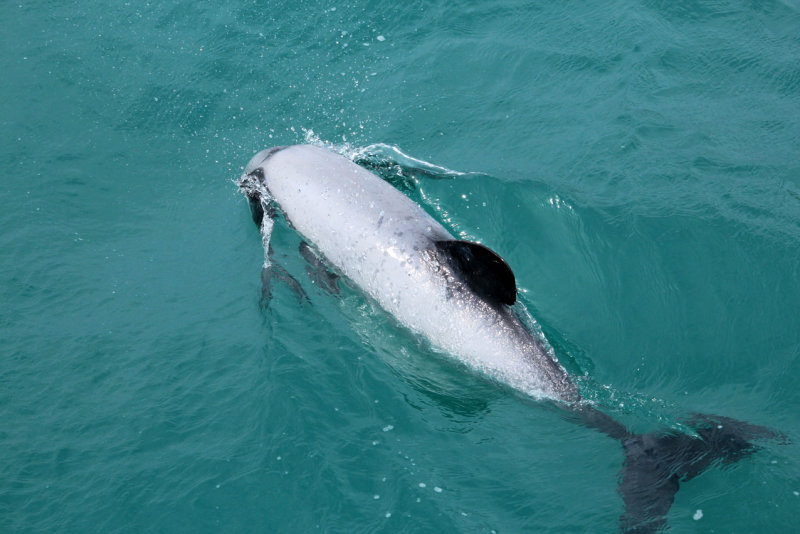Akaroa