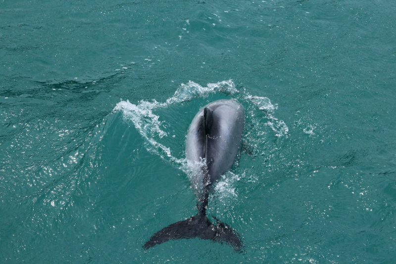 Akaroa