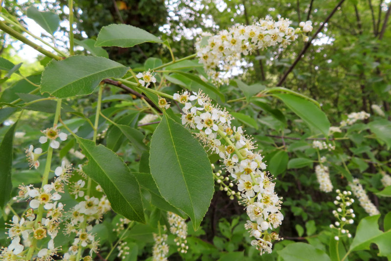 IMG_0415.JPG