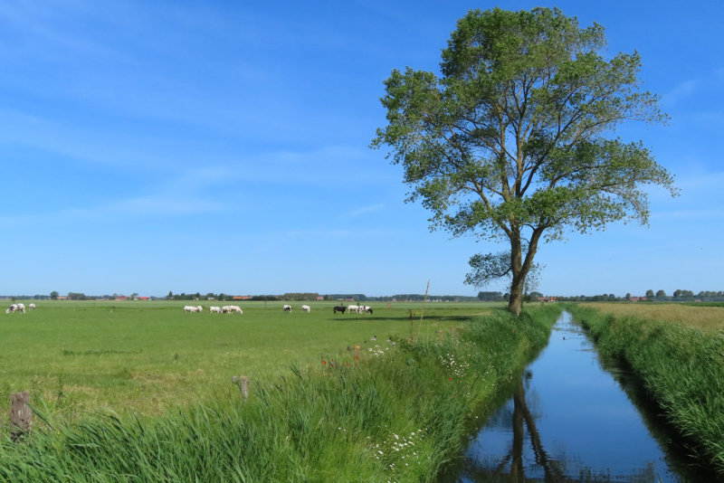 De Moeren