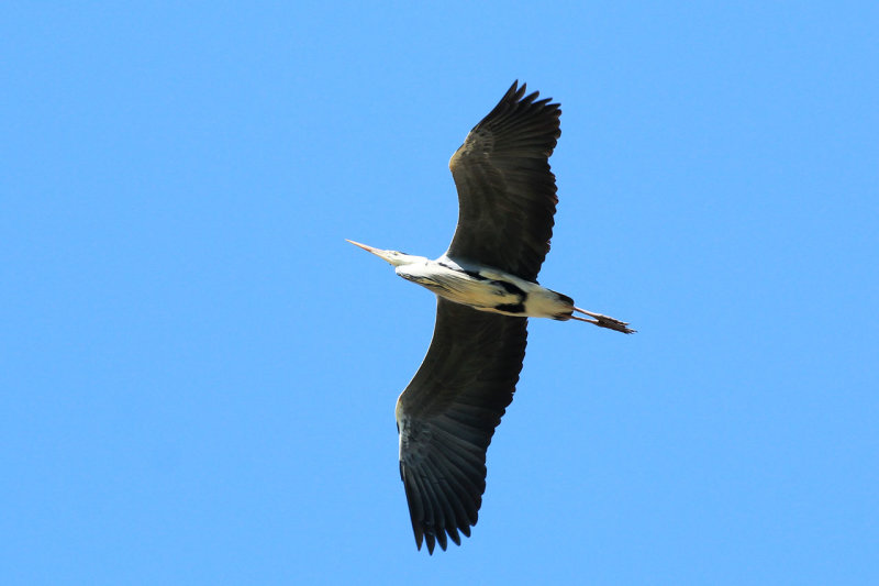 IMG_5643.JPG
