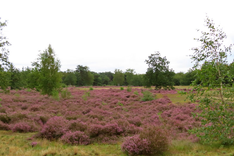 Kessel Heide