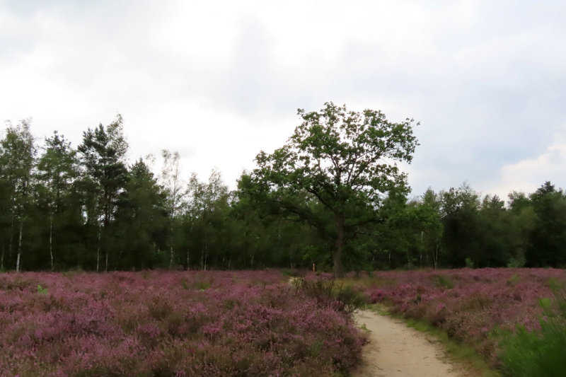 Kessel Heide