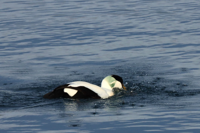 IMG_6290.JPG