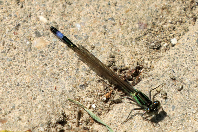 IMG_8464.JPG