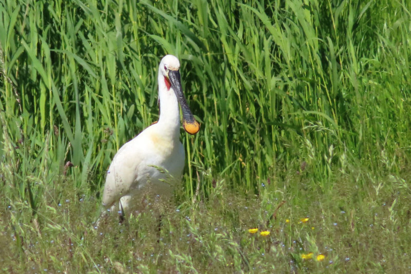 IMG_2394.JPG
