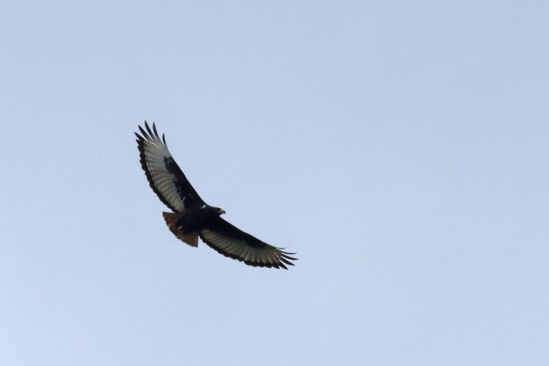 IMG_2697.JPG