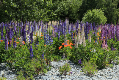 Lake Tekapo