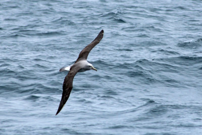 Kaikoura