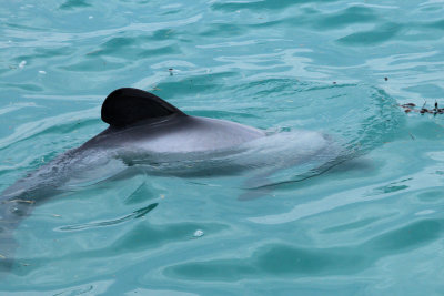 Kaikoura