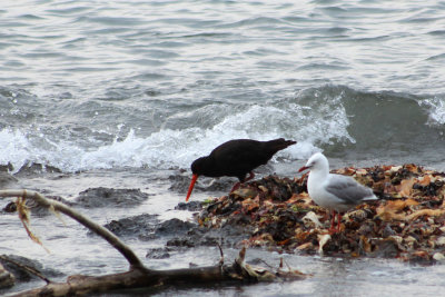 Kaikoura