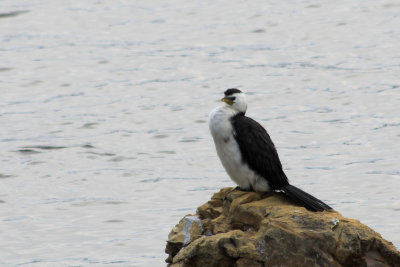 Kaikoura