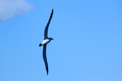 Kaikoura