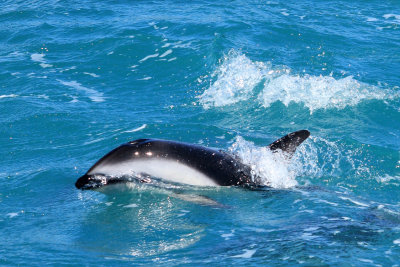 Kaikoura