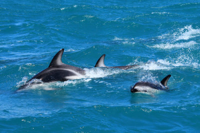 Kaikoura