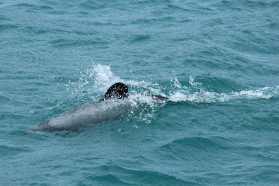 Akaroa