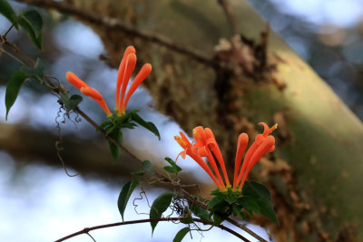 Flowers (and some insects)