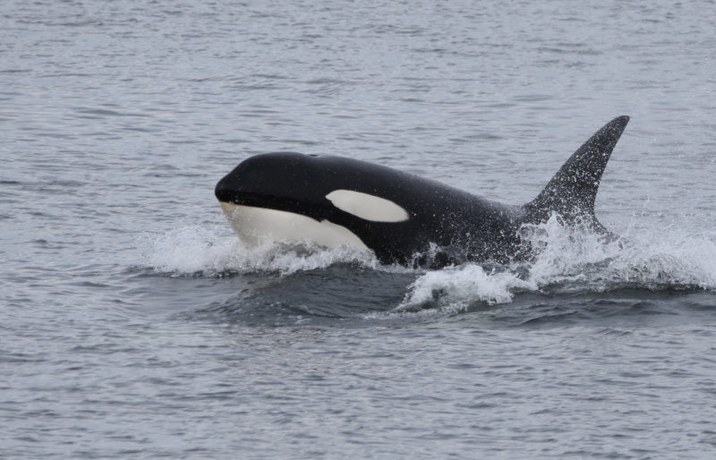 orca!