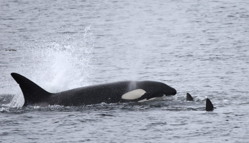 orca with friends
