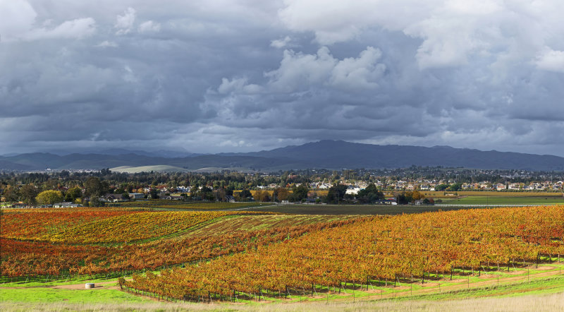 South Livermore Vineyards I
