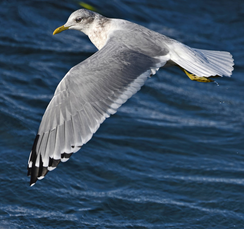 flying with one wing