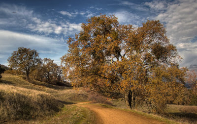 old oaks with plane