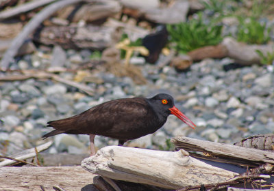 oystercatcher