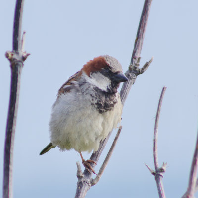 House Sparrow