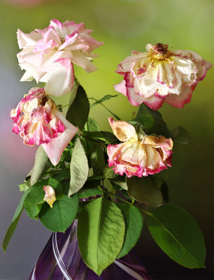 A 7-day-old bouquet