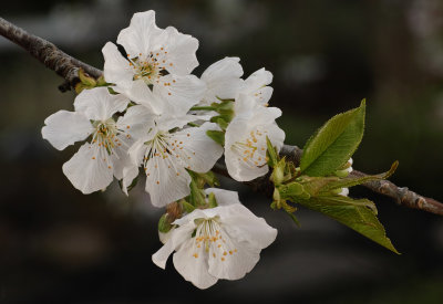cherry blossoms 4