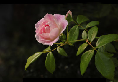 morning rose