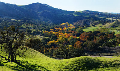 Green shoots and leaf color